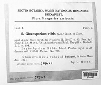 Drepanopeziza ribis image